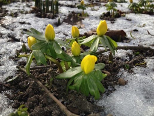 Våren har kommit till Lund! Vintergäck vid stadsbiblioteket. Foto: Charlotte Pehrson